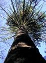 Carberry Monkey Puzzle